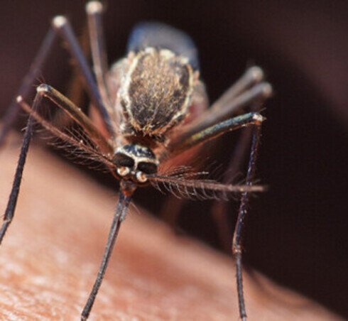 malaria thumbnail